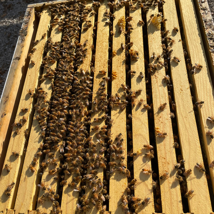 Treating with Oxalic Acid