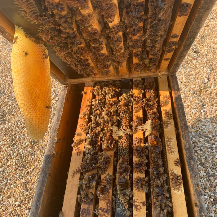 Hive Inspections- Part 2