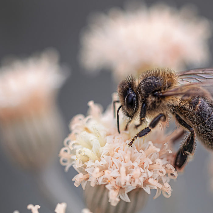 2020 March Beekeeping Tips
