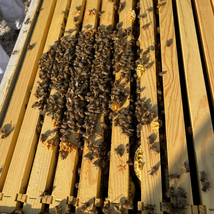 Bee CPR: Bringing Weak Hives Back to Life 🐝