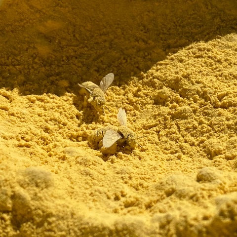 Feeding Dry Pollen during the Winter