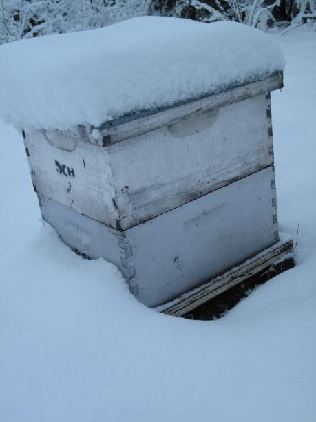 Winter Tips for your Bees!