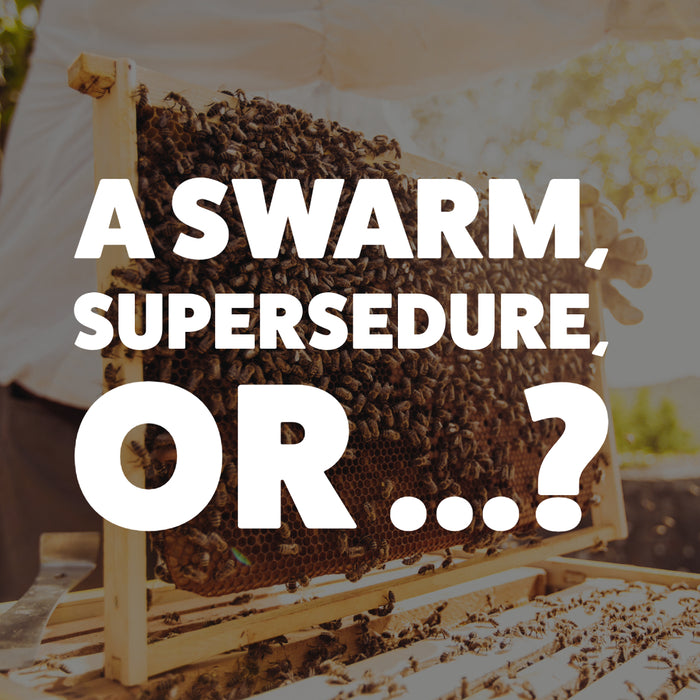 A Swarm Supersedure or Emergency Queen Cell