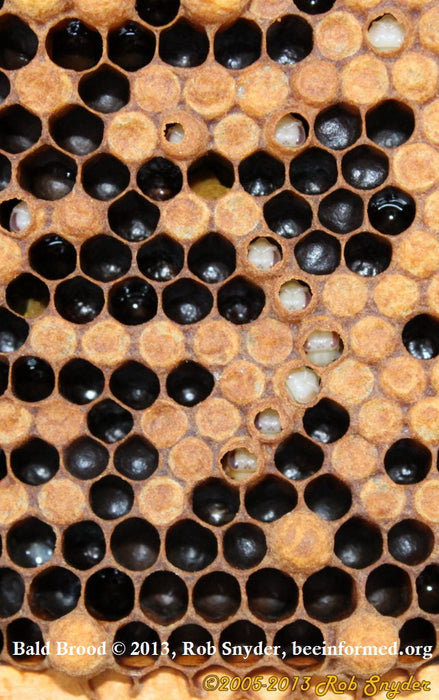 balding brood