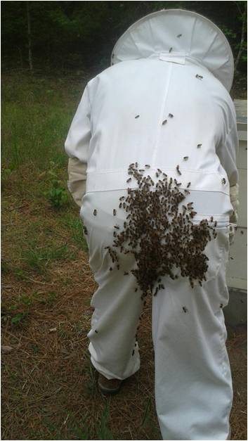 bees on a beekeepers backside from standing in front of a hive