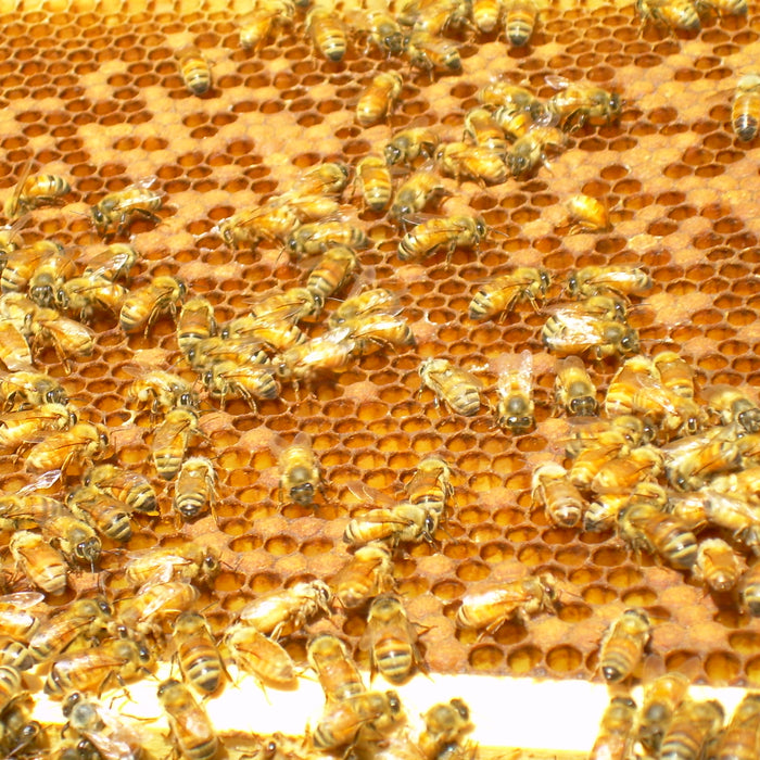 What causes a spotty brood pattern?