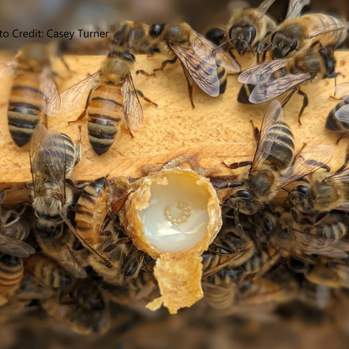 Swarm cell