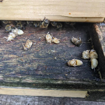 WHY ARE THERE DEAD BEES OR PUPAE IN FRONT OF MY HIVE