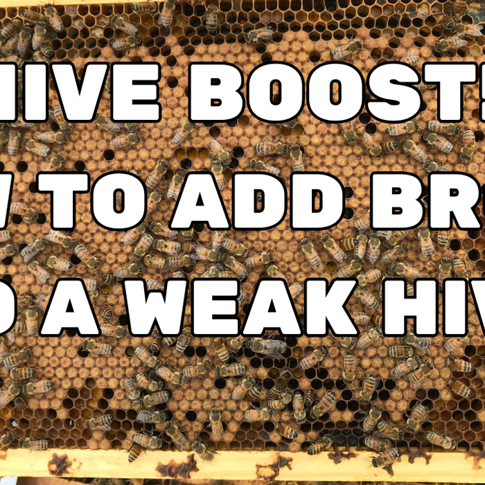 How to add brood to a weak hive