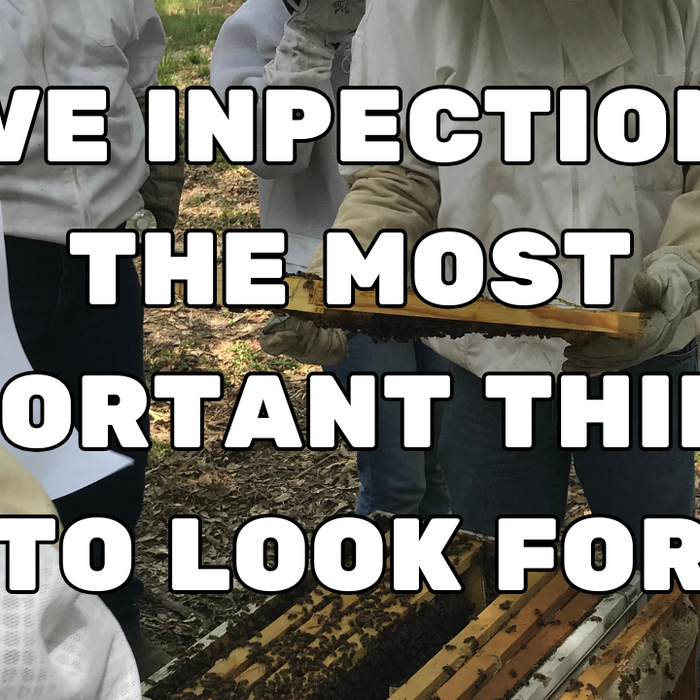 Hive Inspections: The Most Important Things to Look For