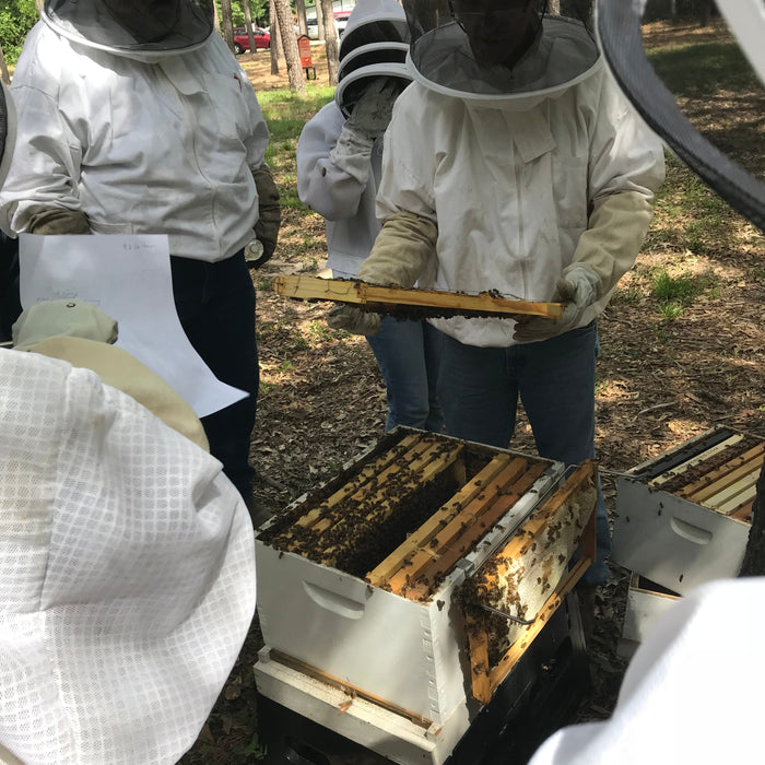 Bee Hive Inspection