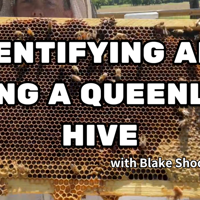 Identifying and Fixing a Queenless Hive