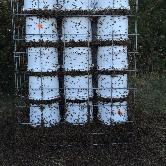 Feeding Syrup in the Summer