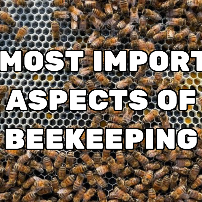 The most important aspects of beekeeping