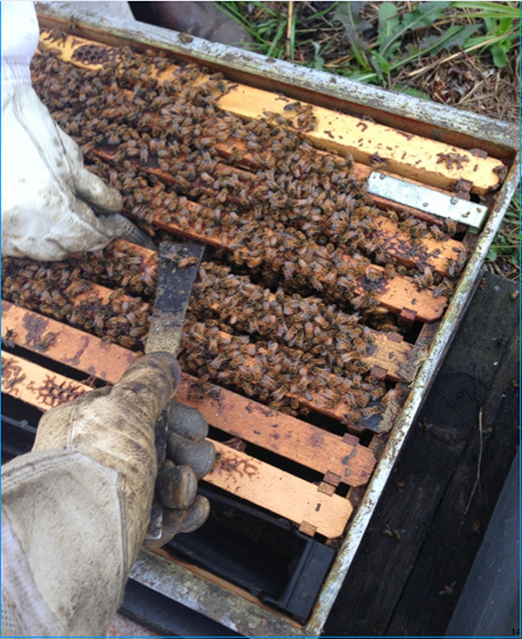 Requeening a Hive