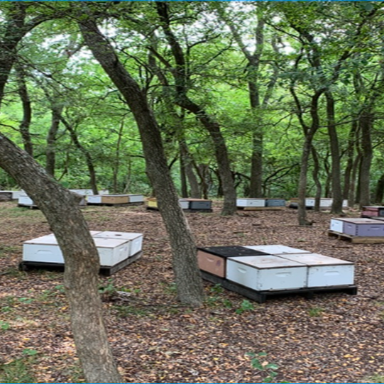 Managing Single Story Hives