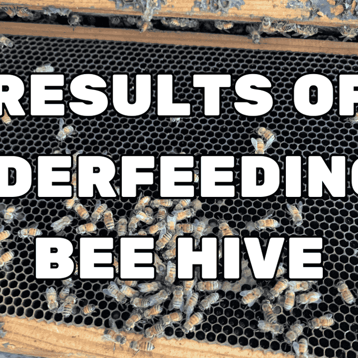 Results of Underfeeding a Bee Hive