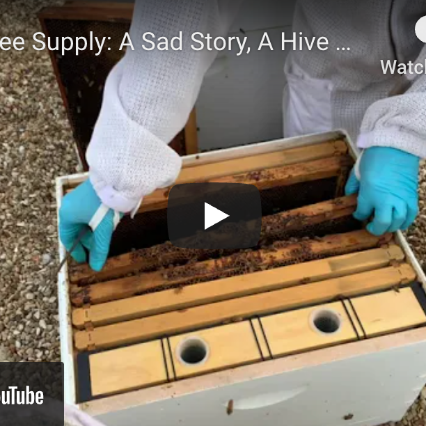 Texas Bee Supply Video - A Sad story of a hive that won't make it
