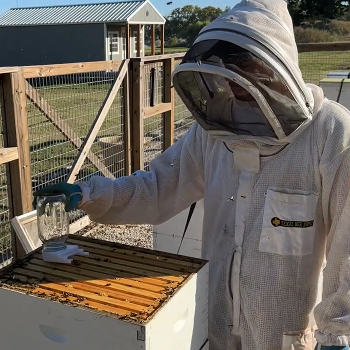 feeding bees