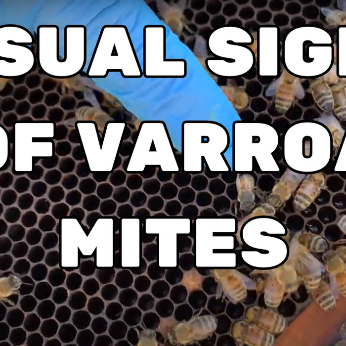 How to spot visual signs of varroa mites in a bee hive