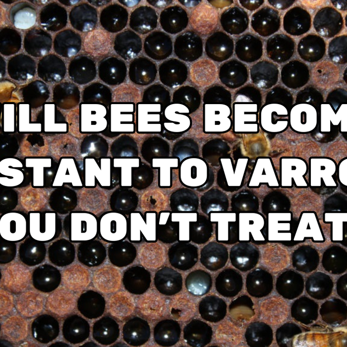 Will My Bees Become Resistant to Varroa if You Don't Treat?