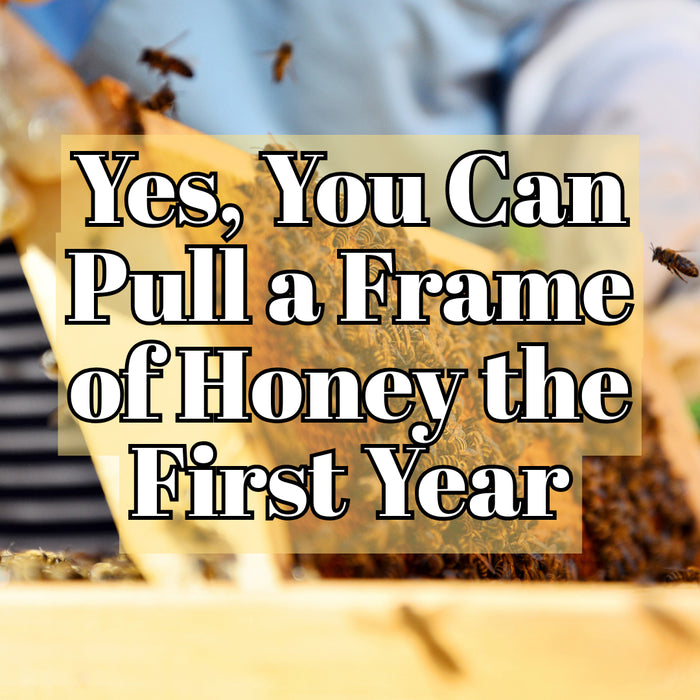 Yes, You Can Pull a Frame of Honey the First Year