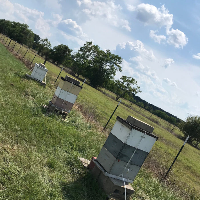 bees in pasture