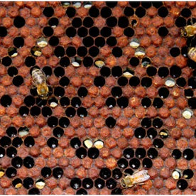 Chalk Brood