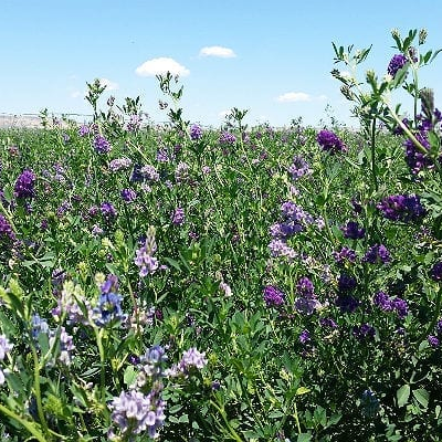 Foraging for the Future