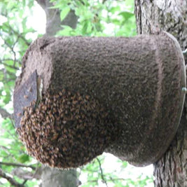 Another Winter Swarm!