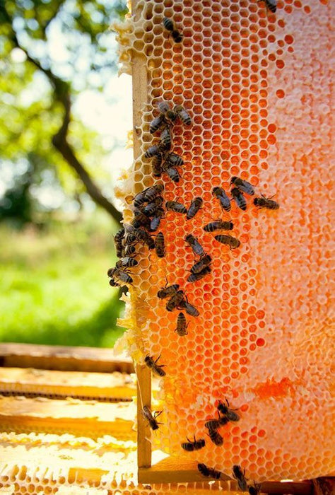 When To Harvest Honey
