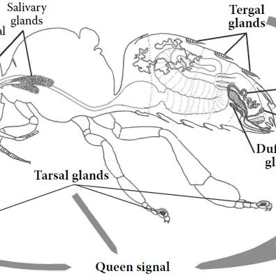 Pheromones – Communication without Sound