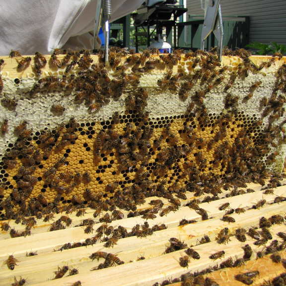 MY QUEEN IS LAYING IN MY HONEY SUPER!