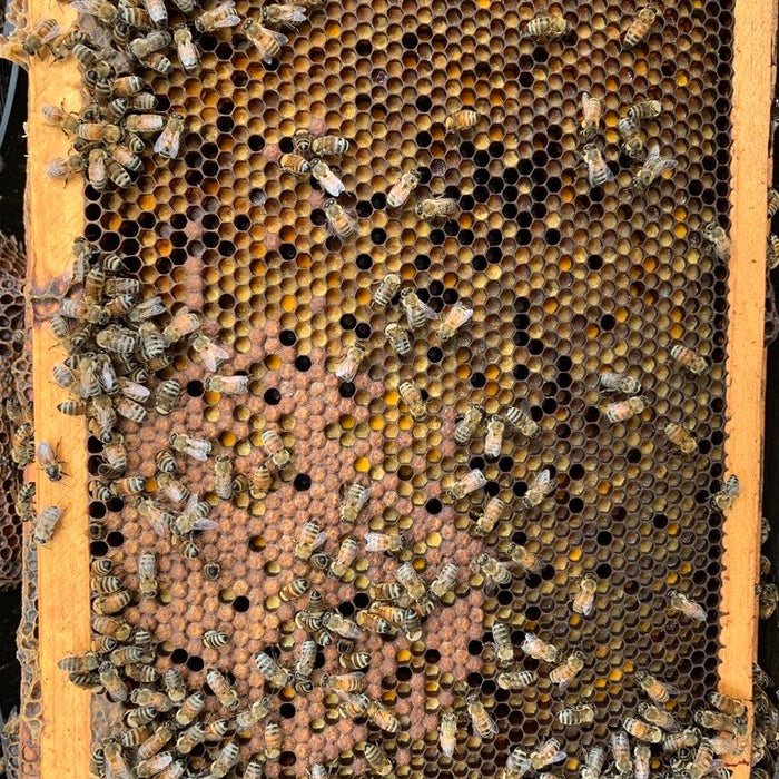 How To Tell If A Hive Is Queenless