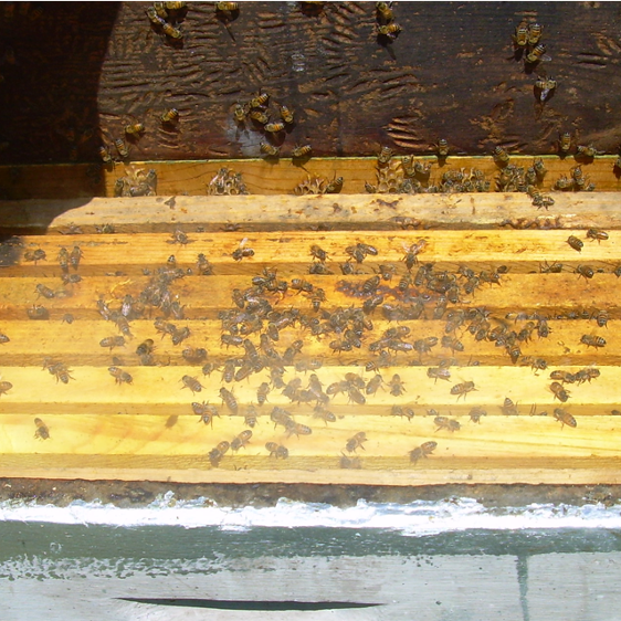 FEEDING IN THE SUMMER MONTHS