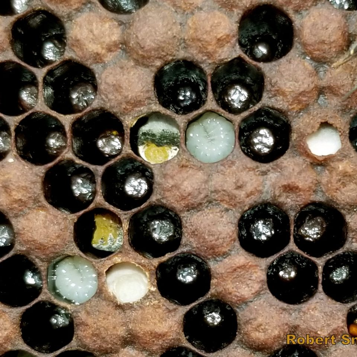 Chalkbrood Disease Primer