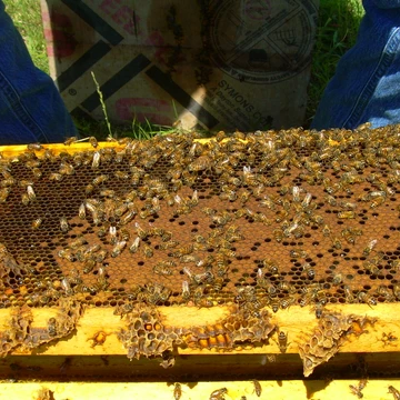 What does a Good vs Bad Brood Pattern look like?