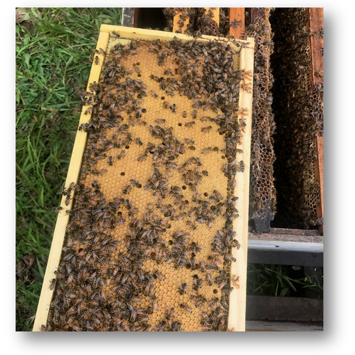 SHARING BROOD & FIXING HIVES