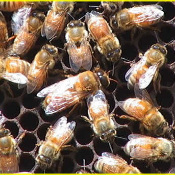 How many drones should be in a hive?