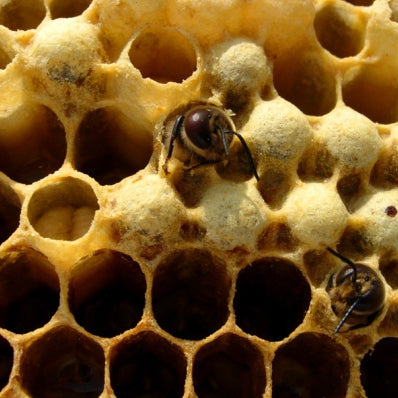 What drone brood looks like in a normal hive & where it should be located