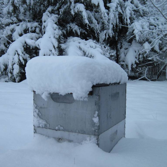 5 Essential Winter Tests to Gauge Bee Health