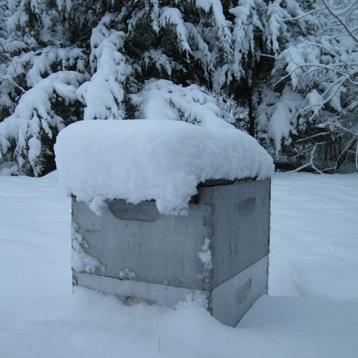 Winterizing Your Hives