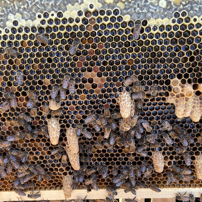 Queen cells