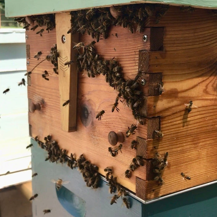Bees robbing a hive
