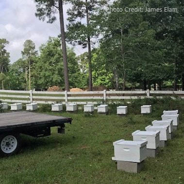 WATCH: Which is Best For Starting Beekeeping: A Nuc, Package, or Full-Size Hive?