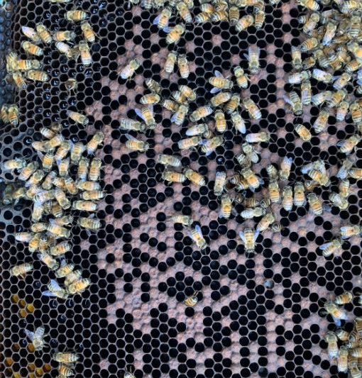 Spotty Brood pattern