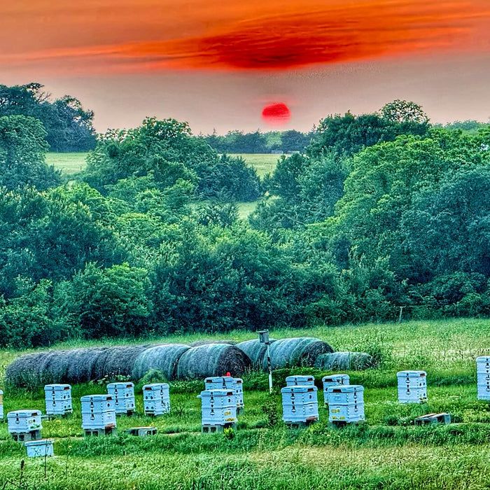 Summer Survival Guide for Strong Fall Hives