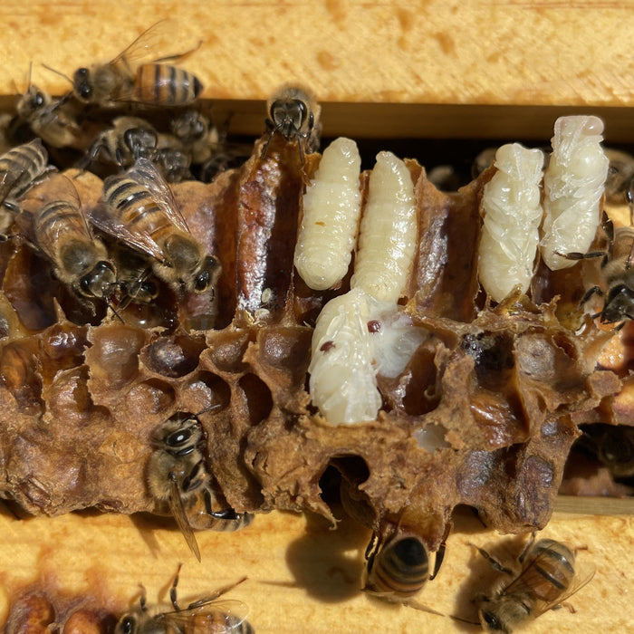 Varroa mite on drone brood
