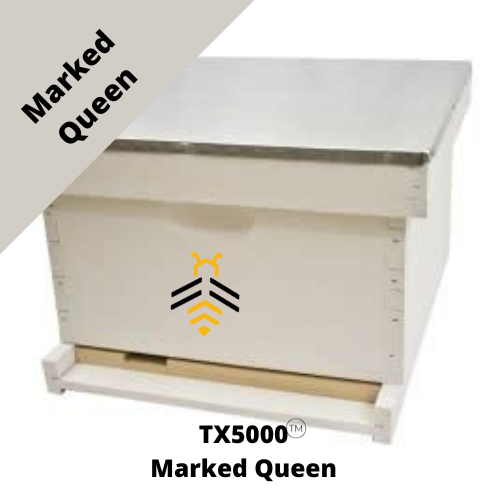 2026 Texas 5000 Single Story Hive with Marked Queen
