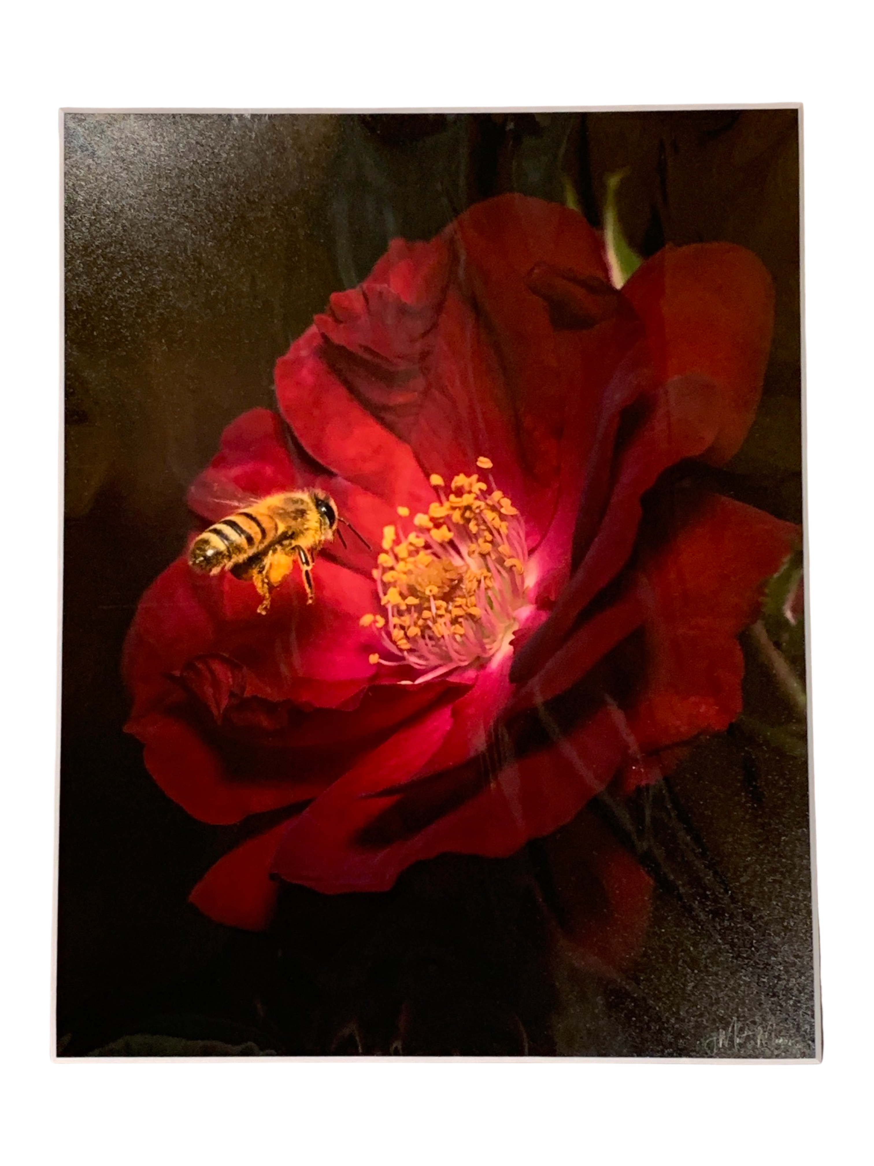 Pollinator Portraits